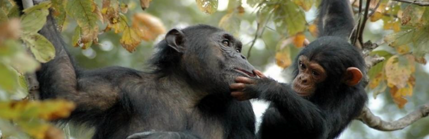 Bahati and her Baby Baroza, the Jane Goodall Institute by Anna Mosser.