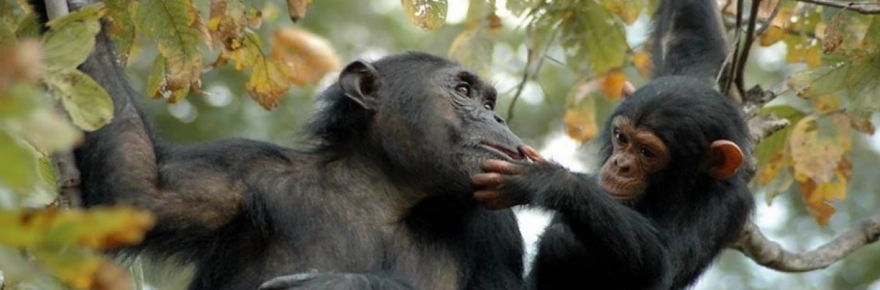 Bahati and her Baby Baroza, the Jane Goodall Institute by Anna Mosser.